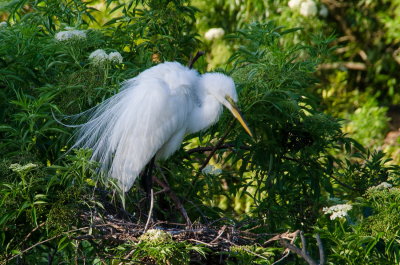 Rookery 2015_19.jpg