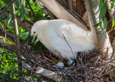 Rookery 2015_20.jpg