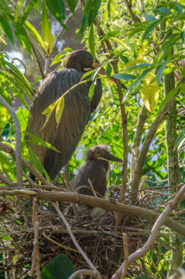Rookery 2015_22.jpg