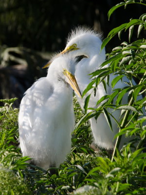 Rookery 2015_23.jpg
