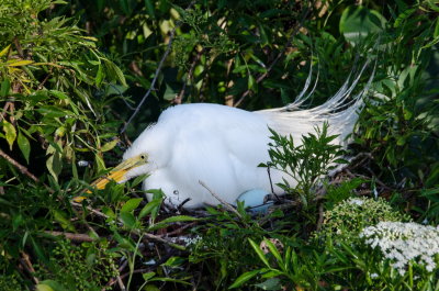 Rookery 2015_24.jpg