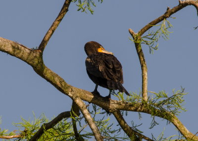 Rookery 2015_25.jpg