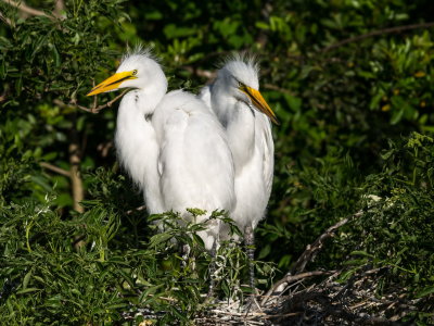 Rookery 2017-11.jpg