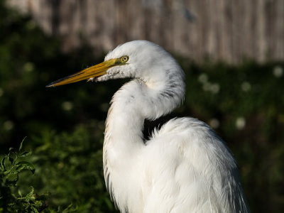 Rookery 2017-13.jpg