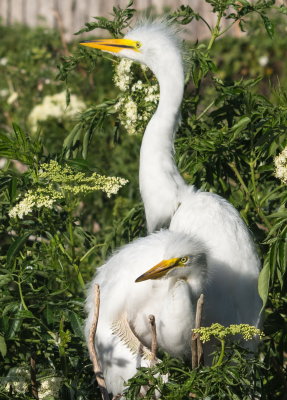 Rookery 2017-16.jpg