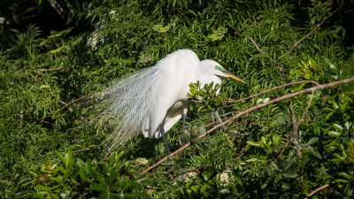 Rookery 2017-22.jpg
