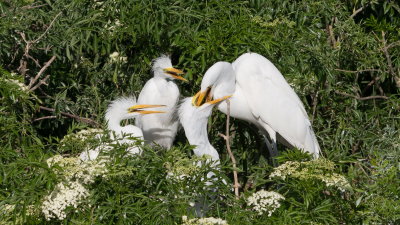 Rookery 2017-29.jpg