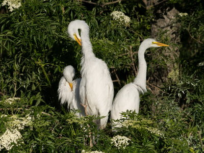 Rookery 2017-3.jpg