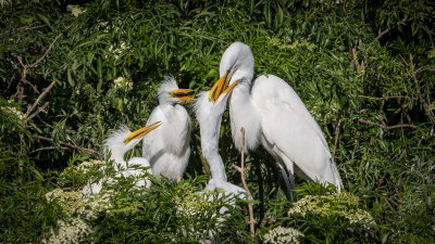 Rookery 2017-31.jpg