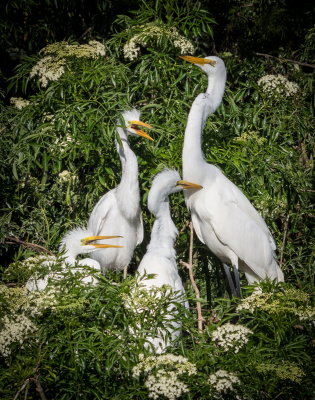 Rookery 2017-33.jpg