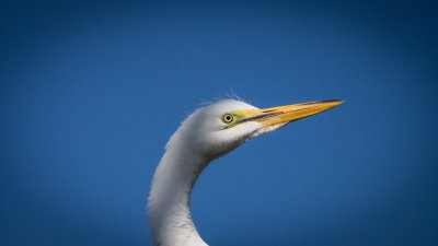 Rookery 2017-37.jpg