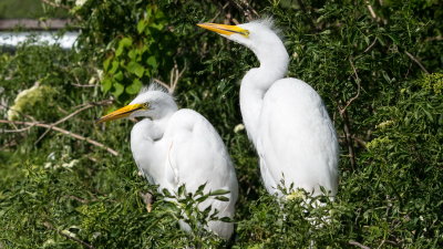Rookery 2017-43.jpg