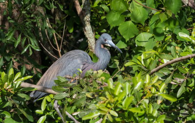 Rookery 2017-47.jpg