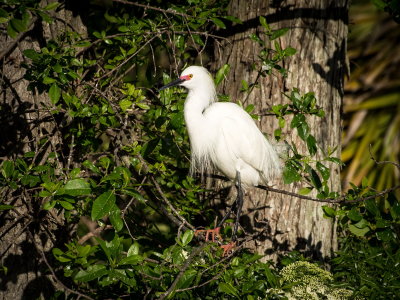 Rookery 2017-6.jpg