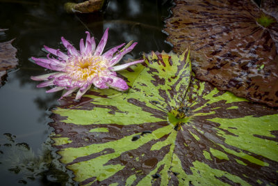 McKee Gardens 2021-12.jpg