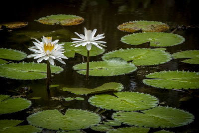 McKee Gardens 2021-14.jpg