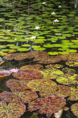 McKee Gardens 2021-15.jpg