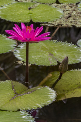 McKee Gardens 2021-19.jpg