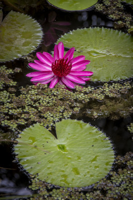 McKee Gardens 2021-21.jpg