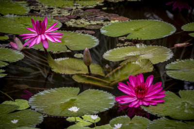 McKee Gardens 2021-23.jpg