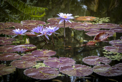 McKee Gardens 2021-31.jpg