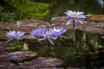 McKee Gardens 2021-32.jpg