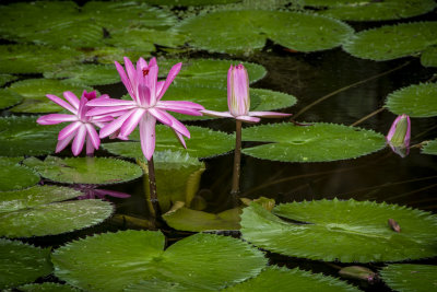 McKee Gardens 2021-36.jpg