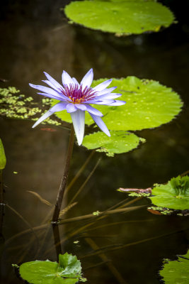 McKee Gardens 2021-56.jpg