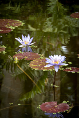 McKee Gardens 2021-59.jpg