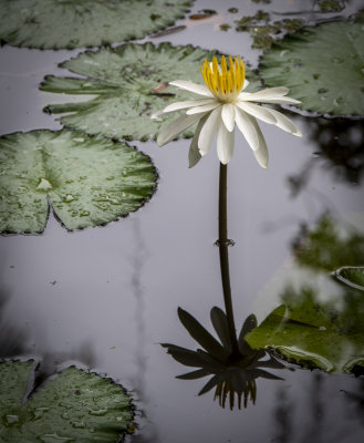 McKee Gardens 2021-6.jpg