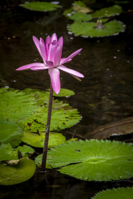 McKee Gardens 2021-77.jpg