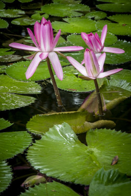 McKee Gardens 2021-79.jpg