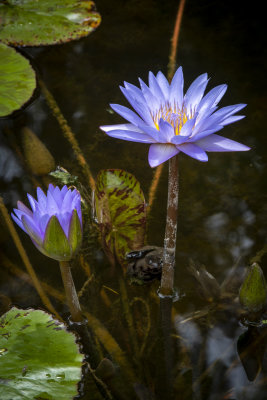 McKee Gardens 2021-84.jpg