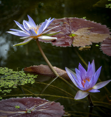 McKee Gardens 2021-85.jpg