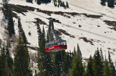 Snowbird_01.JPG