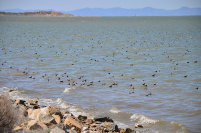 Antelope Island_02.JPG