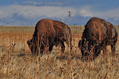 Antelope Island_03.JPG