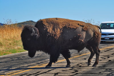 Antelope Island_06.JPG