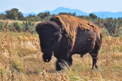 Antelope Island_09.JPG