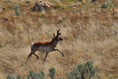 Antelope Island_12.JPG