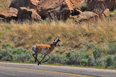 Antelope Island_17.JPG