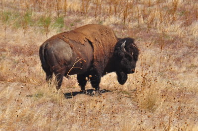 Antelope Island_20.JPG