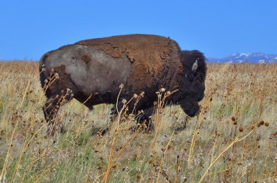 Antelope Island_23.JPG