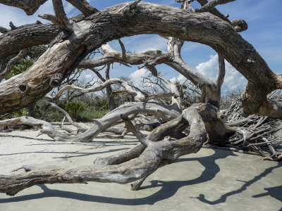 Jeckyll Island 8-21__16.jpg