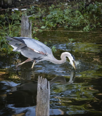 Blue Heron Overlook Park.jpg