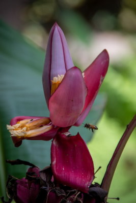Sunken Gardens_14.jpg