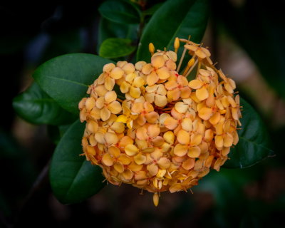 Sunken Gardens_28.jpg