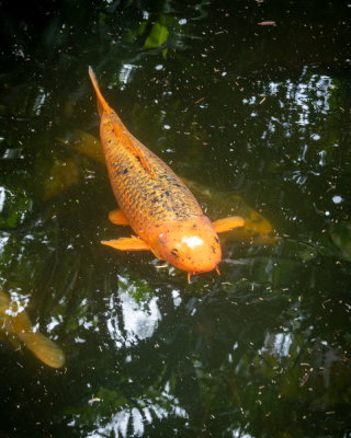 Sunken Gardens_31.jpg