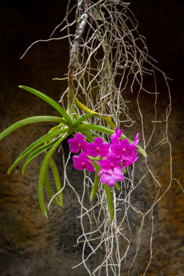 Sunken Gardens_36.jpg