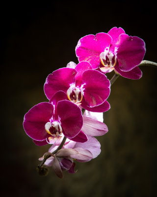 Sunken Gardens_40.jpg